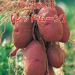 【売り切れ㊗️】④初夏の美味しいジャガイモ【レッドムーン】1袋1...