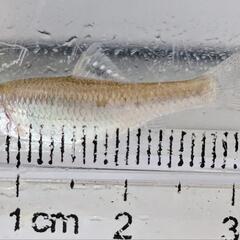 【ネット決済・配送可】オオイチモンジタナゴの幼魚 2匹セットです