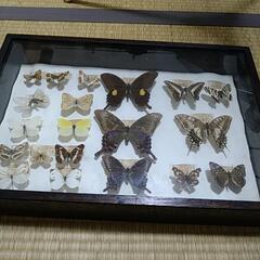 蝶標本
