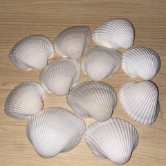 福岡県の貝殻の中古が安い！激安で譲ります・無料であげます｜ジモティー