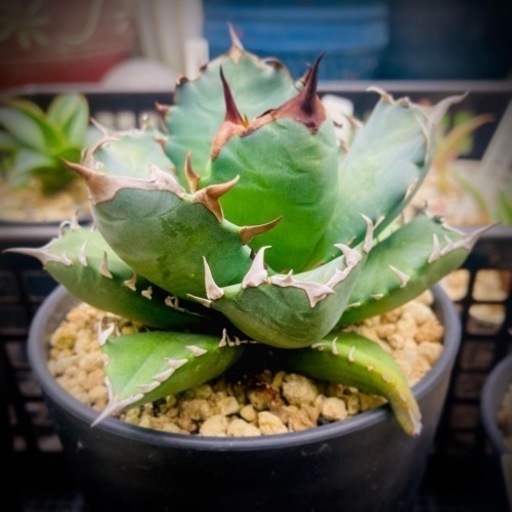 ♡お値下げ♡アガベ チタノタ 姫厳竜 / Agave titanota ‘Dwarf’