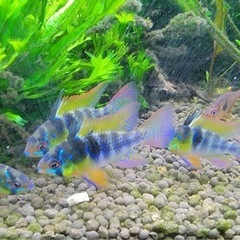 ラミレジィ　熱帯魚　　