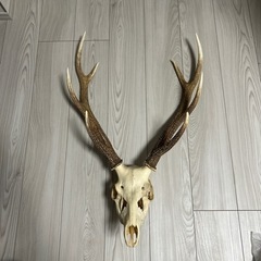 鹿の頭蓋骨
