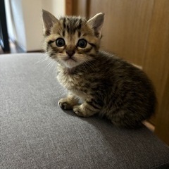 生後1か月キジトラ猫