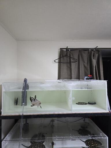 生体（豚鼻）、アクリル水槽120×60×35セット