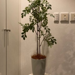 光触媒フェイクグリーン、人工観葉植物、シマトネリコ　高さ約110cm