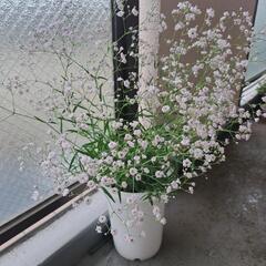 【ネット決済】カスミソウ　かすみそう　切り花　花　鉢植え