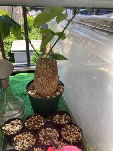 アデニア　ヴィリディフローラ　塊根植物　多肉植物　観葉植物