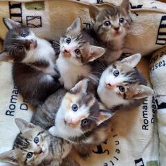 里親さん募集　子猫6匹&母猫&姉妹猫