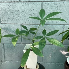 パキラ・観葉植物