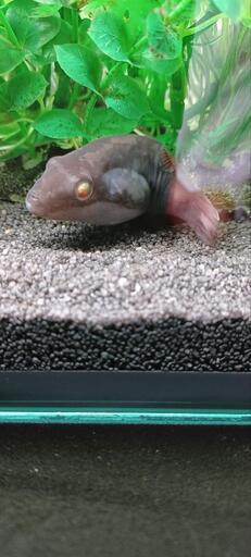 淡水熱帯魚