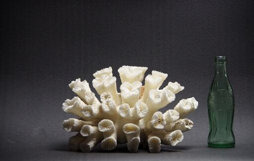サンゴ2.7㎏ 珊瑚 水槽 置物 白化珊瑚　コーラル