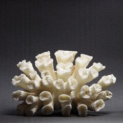 【ネット決済・配送可】サンゴ2.7㎏ 珊瑚 水槽 置物 白化珊瑚...