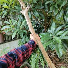 止まり木90cm　サルスベリの木の太枝🦜　オウム　インコ　