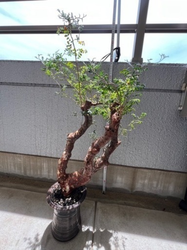 植物　\n生活雑貨 家庭用品 ガーデニング
