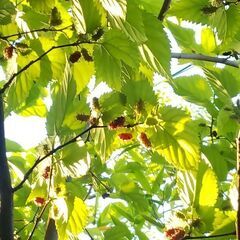 枝付き 桑の葉 マルベリーの葉 Lサイズのポリ袋いっぱい