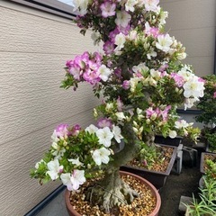 サツキ 盆栽 ②