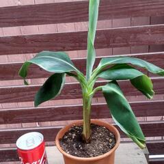 ムサドワーフ　3尺バナナ　観葉植物
