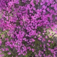 芝桜根っこ付き蕾付き花24本グランドカバー　花壇　庭　鉢植えなどいかが