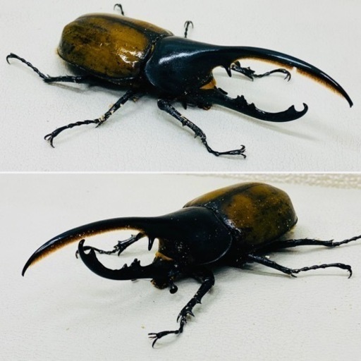 ヘラクレスオオカブト  ヘラクレス リッキー オス単品