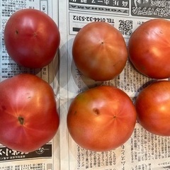本日収穫したトマト