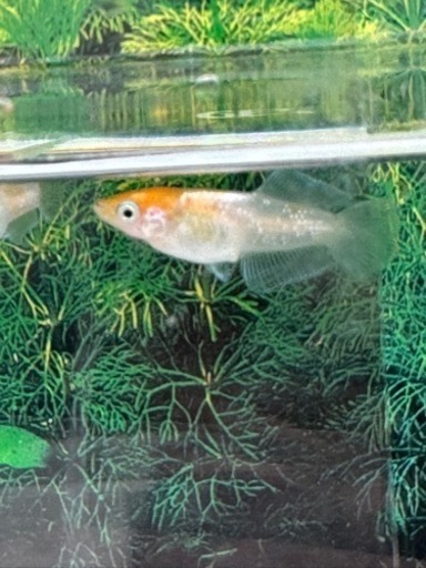 ハイビスカス キッシングワイドフィン トリオ 現物 若魚個体