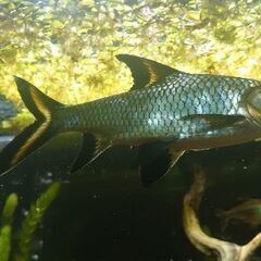 シルバーシャーク　20センチ弱　熱帯魚