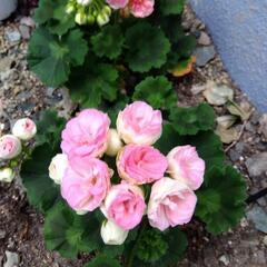 【新種】バラ咲き　ゼラニウム　ロザリア