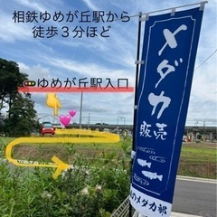 【森のメダカ部】5月25日(土)めだか販売