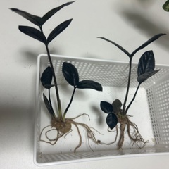 【ネット決済】【希少】ザミオクルカス レイヴン 観葉植物 