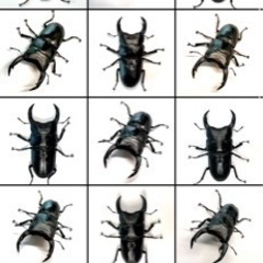 【5/31まで】国産オオクワガタ　能勢YG 即ブリ可未使用10ペア+♀1