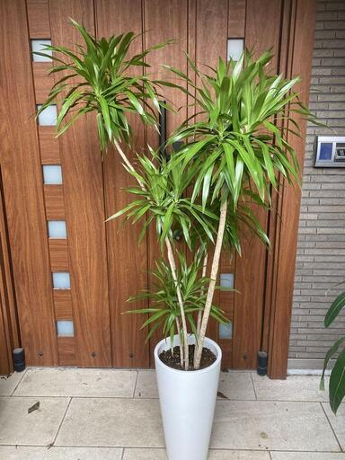 観葉植物　ドラセナ リフレクサ 　高級陶器鉢入り　高さ約165cm