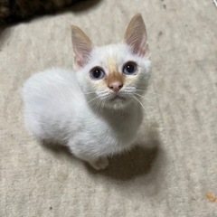 もうすぐ生後3ヶ月🐣2/21産まれの白茶子猫ちゃん！オス♂