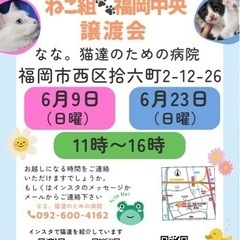 6/23 ねこ組🐾福岡中央譲渡会　なな。猫達のための病院