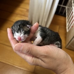 一旦募集中止します。生後まもない赤ちゃん猫です − 熊本県