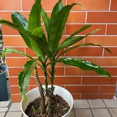 ドラセナ・観葉植物