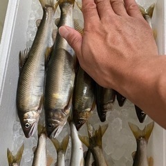 鮮魚あゆ
