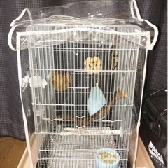 フクロモモンガ
