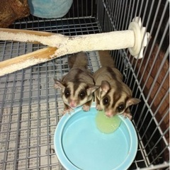 フクロモモンガ
-165/70R14スタッドレスタイヤ4本セット