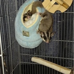 フクロモモンガ
-165/70R14スタッドレスタイヤ4本セット