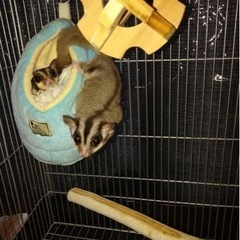 フクロモモンガ
-165/70R14スタッドレスタイヤ4本セット