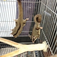 フクロモモンガ
-165/70R14スタッドレスタイヤ4本セット