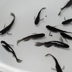 【漆黒】松井ヒレ長オロチメダカの若魚8匹