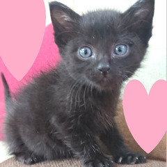 生後１か月くらいの黒猫