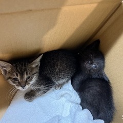 2匹の子猫　0才　5/21情報更新⭐︎ 2匹一緒にお迎えできる方探しています − 沖縄県