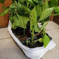 野菜の苗　8個　なす　トマト　ピーマン　きゅうり