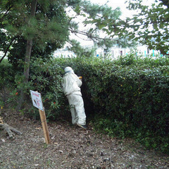 蜂の巣駆除はサカモトサービス（神戸市垂水区） - 神戸市