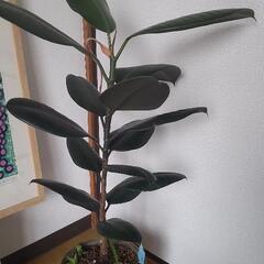 観葉植物90cm　黒ゴムの木；フィカス·バーガンディ