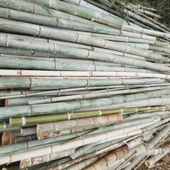 無料 伐採竹第2弾 最終分 今週中 竹柵 肥料やチップなどに