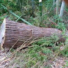 昨年伐採した。杉の木です。薪ストーブの燃料に如何でしょうか。